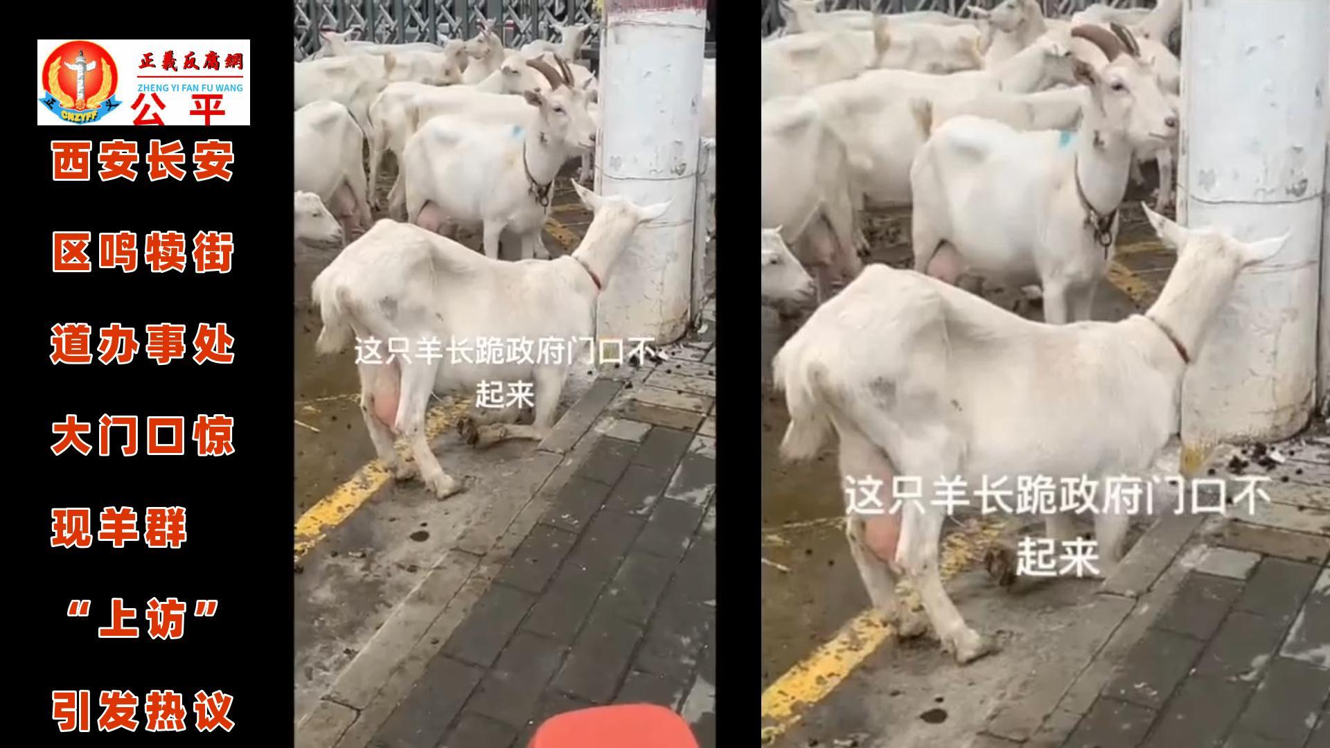 2025年10月19日,陕西西安市长安区鸣犊街道办的大门口被一群羊围堵,而且还有一只羊做出前腿下跪的姿势,被网友笑称“下跪上访”。.jpg 2025年10月19日,陕西西安市长安区鸣犊街道办的大门口被一群羊围堵,而且还有一只羊做出前腿下跪的姿势,被网友笑称“下跪上访”。.jpg